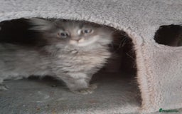 Ragcoon cats for sale: Stunning, and chunky ragcoons  - Image 10
