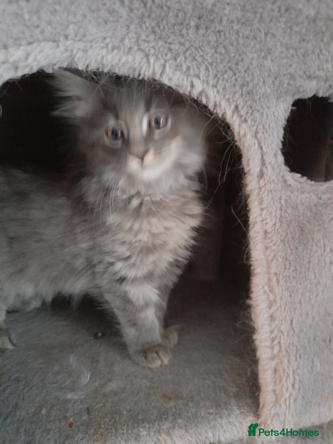 Ragcoon cats for sale: Stunning, and chunky ragcoons  - Image 10