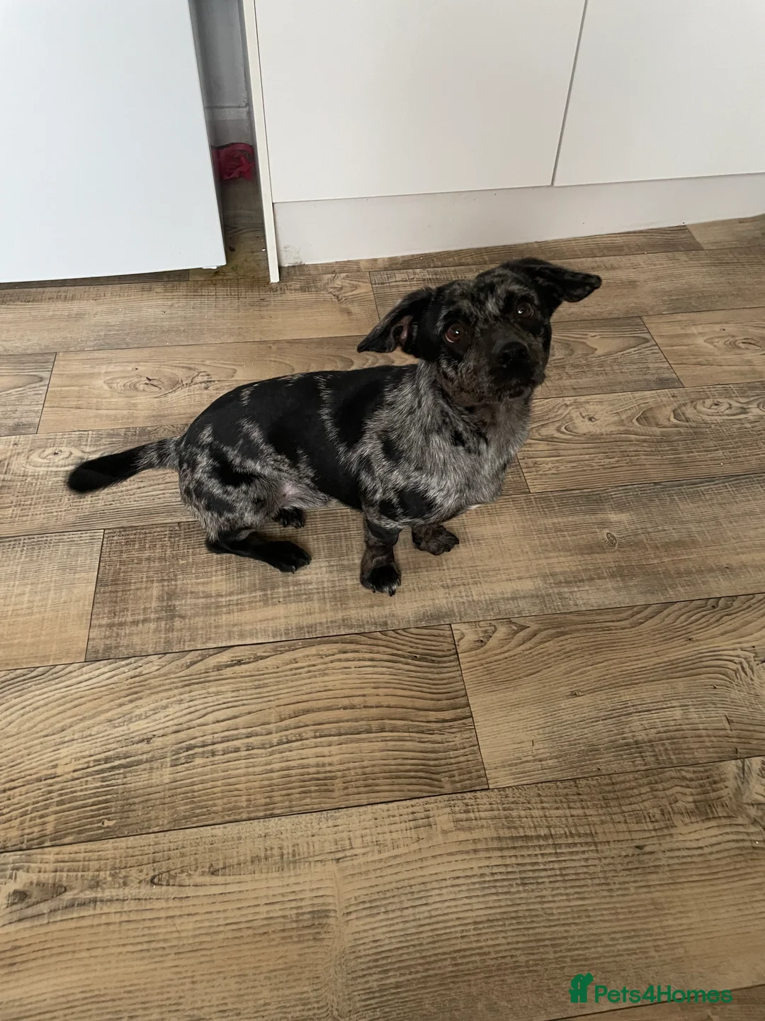 Mixed Breed dogs for sale: Pom weenie  - Advert 1