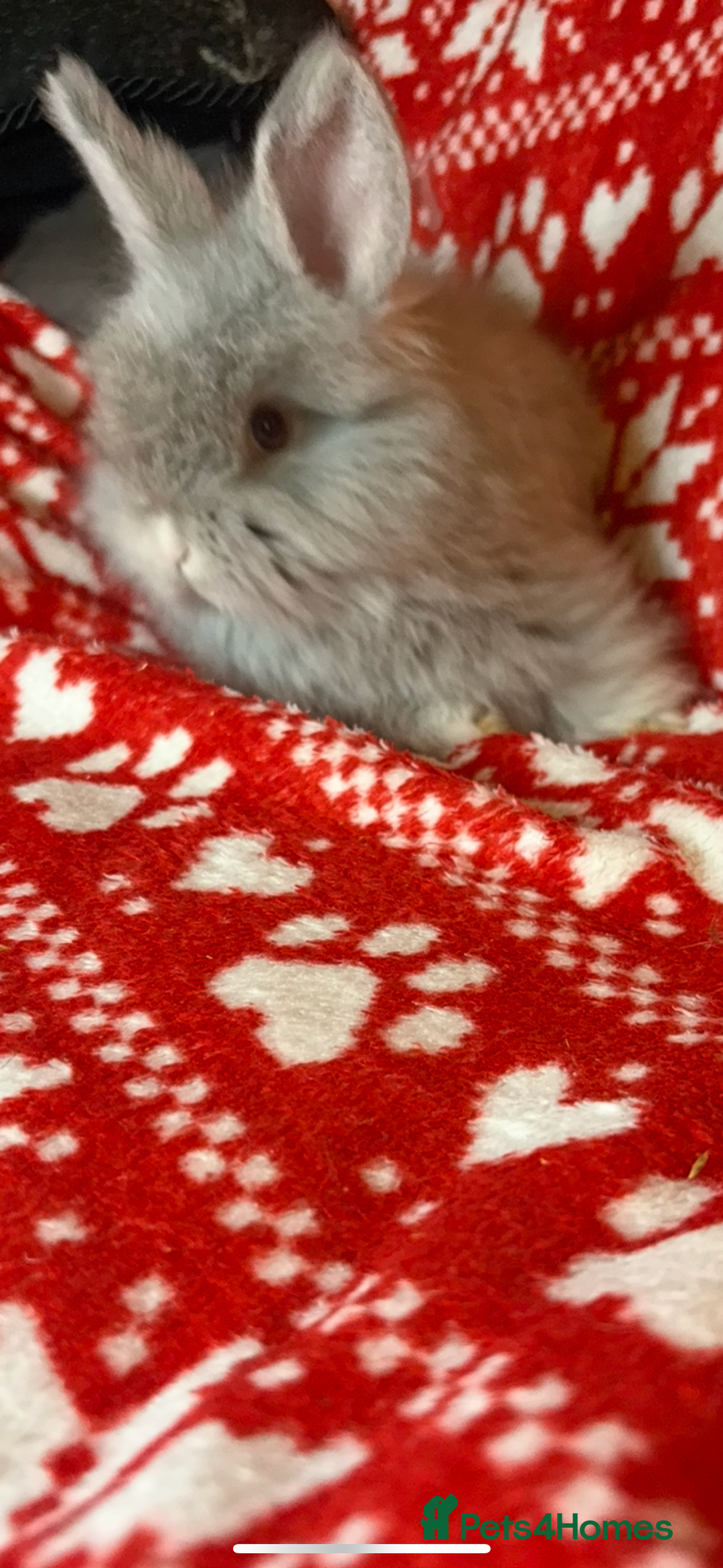 Mini Lop rabbits for sale: Gorgeous little mini lop baby bunnies ready now - Image 5