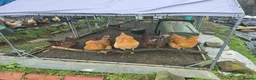 Chickens poultry for sale: 6 Orpingtons  - Advert 5