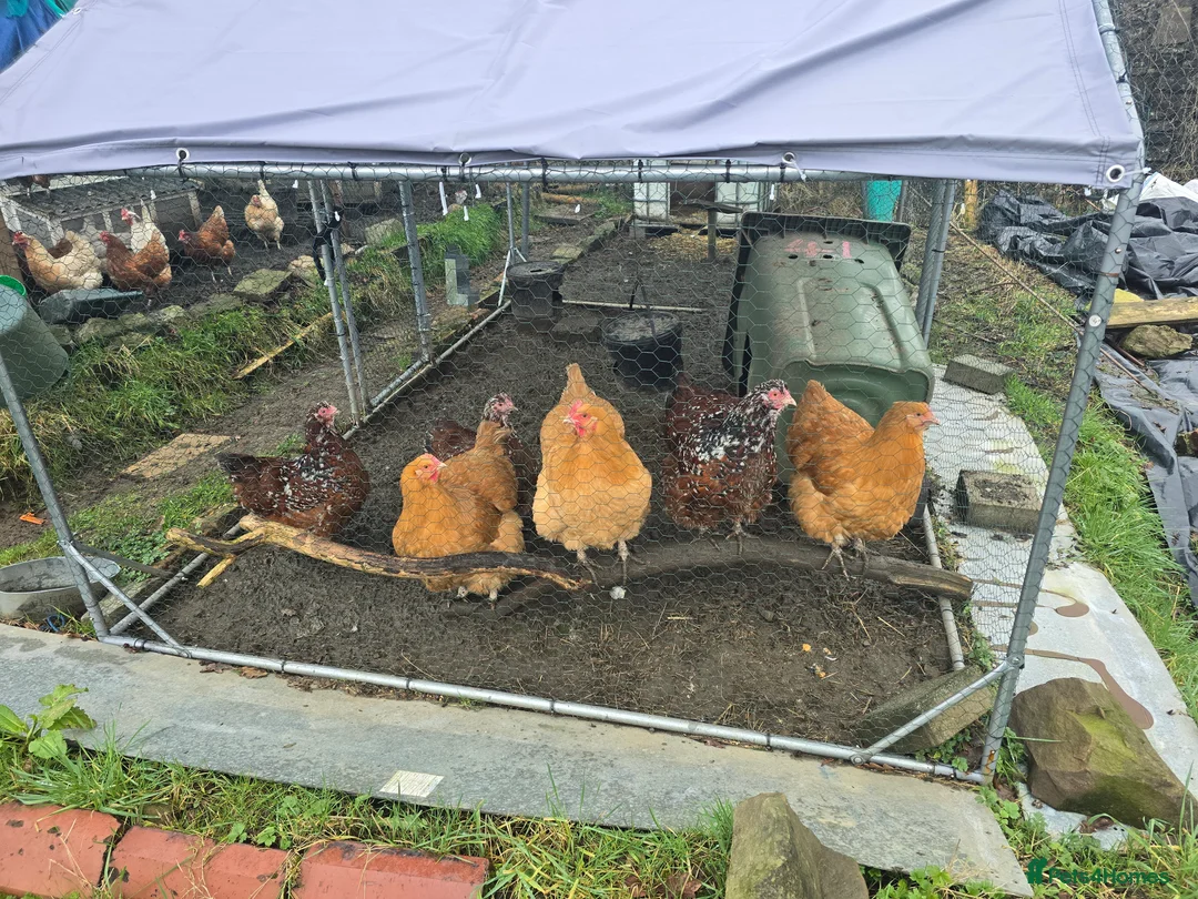 Chickens poultry for sale: 6 Orpingtons  - Advert 5