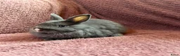 Netherland Dwarf rabbits for sale: Netherland Dwarf Baby Rabbits  - Advert 5
