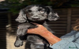 Flat coated Retriever dogs for sale: Flatcoated retriever puppies - Image 3