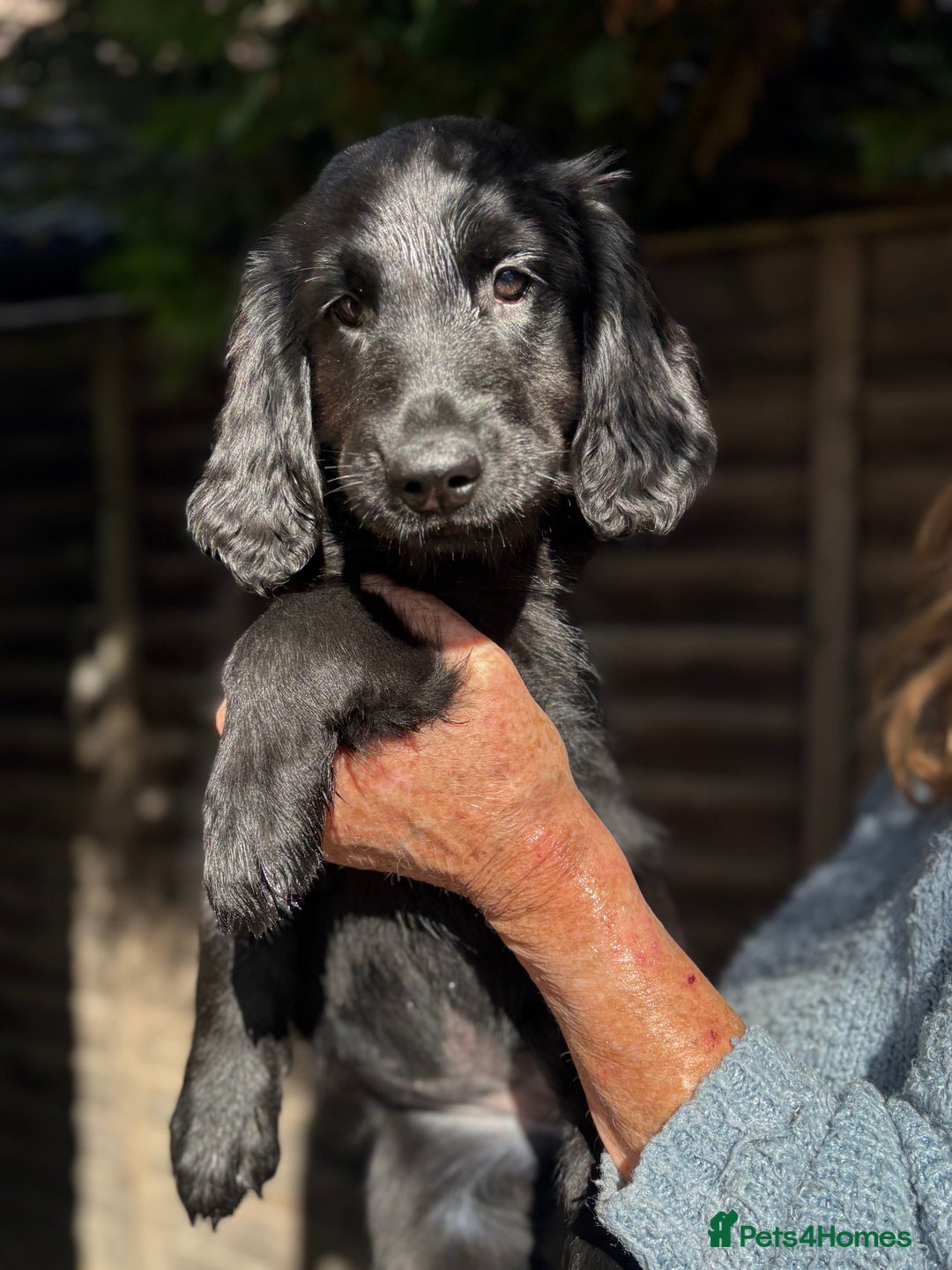 Flat coated Retriever dogs for sale: Flatcoated retriever puppies - Image 3