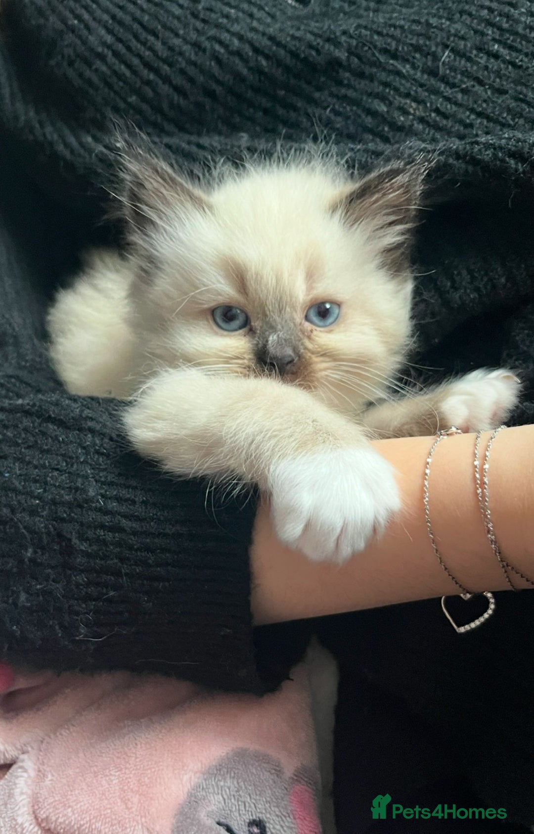 Ragdoll cats for sale: Blue eyed Ragdoll Kittens  - Advert 16