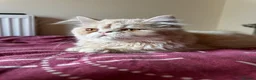 Persian cats for sale: Vaccinated 4 Beautiful Persian Chinchilla Kittens  - Advert 28