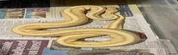 Python Snake reptiles for sale: Royal pythons for sale - Bristol - Advert 1