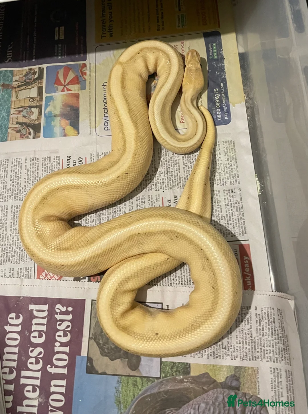Python Snake reptiles for sale: Royal pythons for sale - Bristol - Advert 1