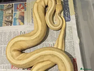 Python Snake reptiles Royal pythons for sale - Bristol - Advert 2