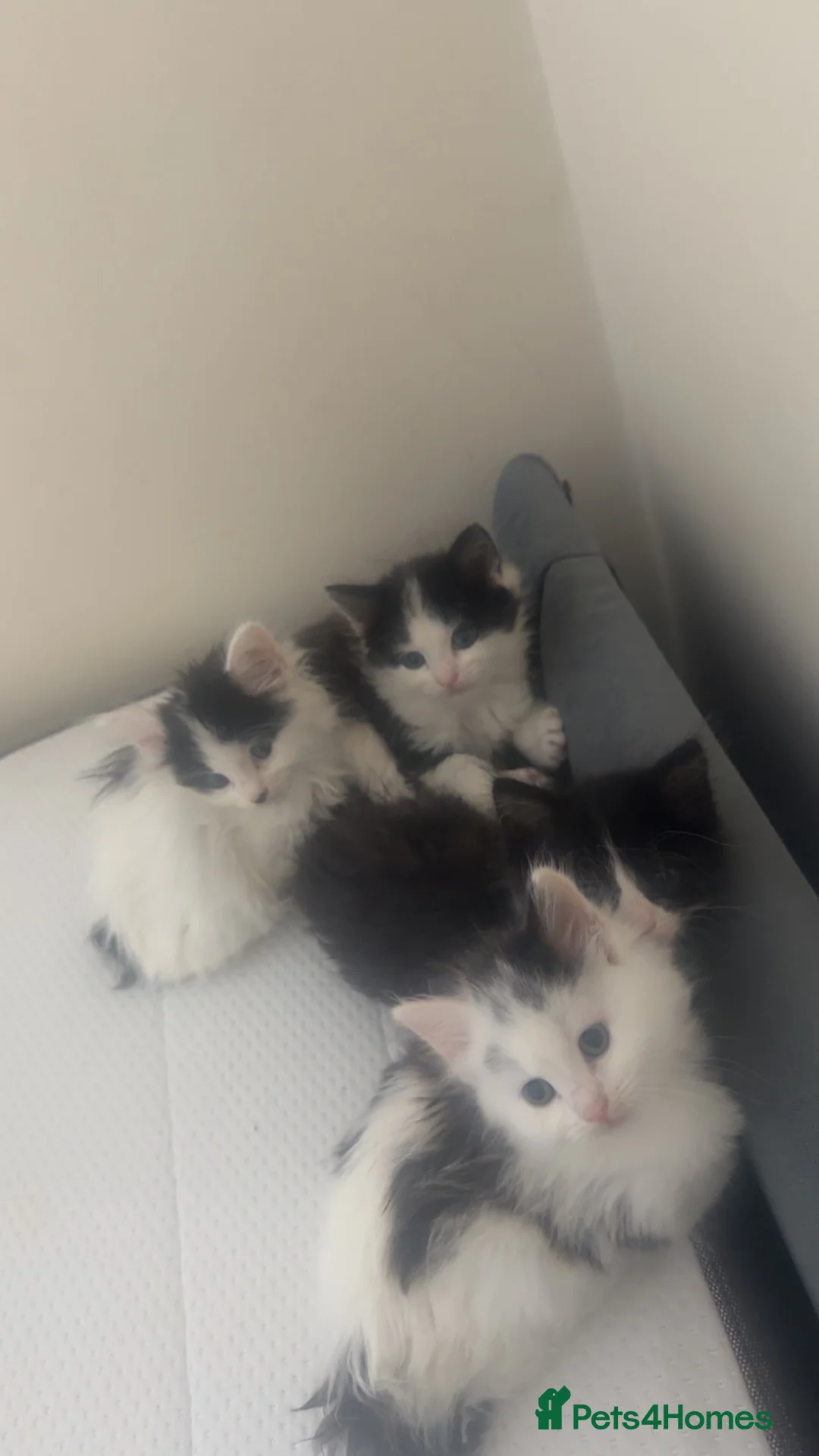 Mixed Breed cats for sale: Tuxedo and cow printed kittens in Burton-on-Trent - Advert 1
