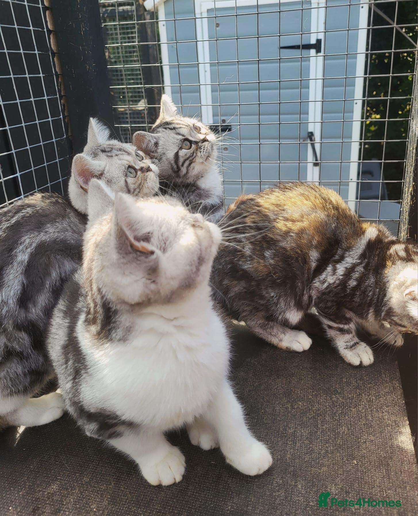 British Shorthair cats 🥹Purrrrfect Silver Tabbies & Torbies Available!🥹 - Advert 1