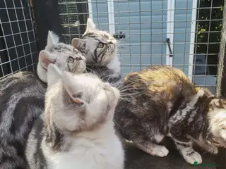 British Shorthair cats 🥹Purrrrfect Silver Tabbies & Torbies Available!🥹 - Advert 1