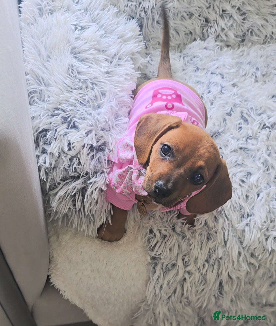 Dachshund dogs for sale: Sad sale of Female dachshund with all her stuff - Image 2