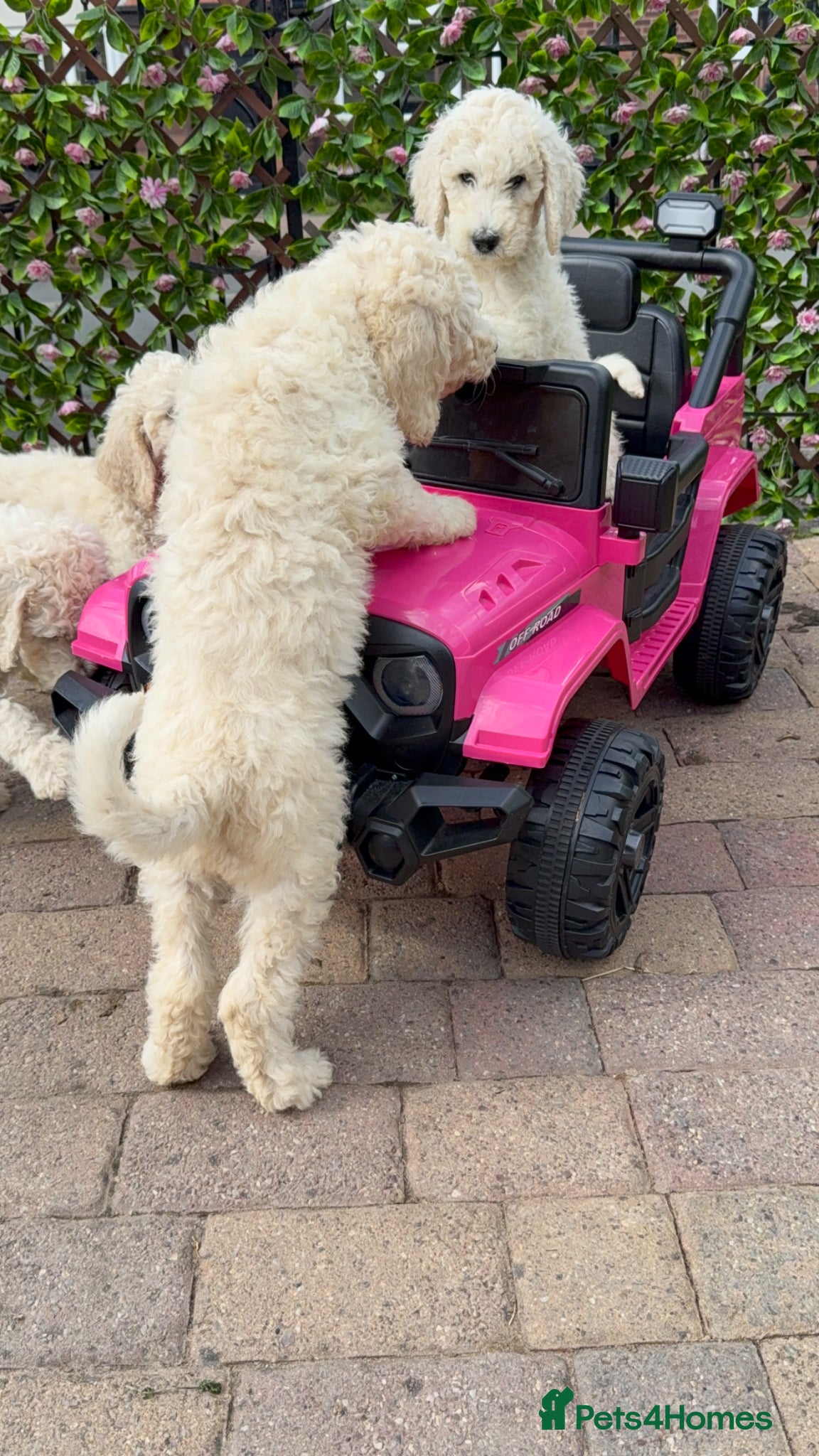 Standard Poodle dogs 🤍 Reduced Price White Standard Poodles–Ready Now✨ - Advert 2