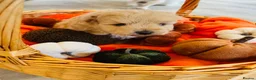 Pomapoo dogs for sale: Stunning pomapoo puppies - Advert 19