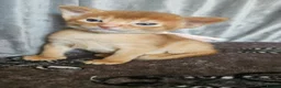 Abyssinian cats for sale: Abyssinian kittens for sale - Advert 10