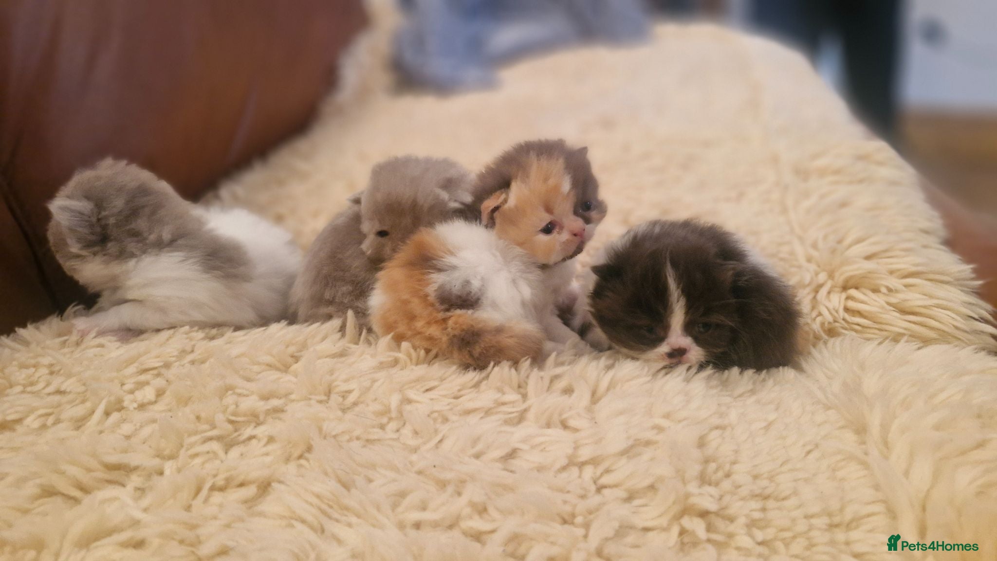 Exotic cats Persian exotic kittens - Advert 5