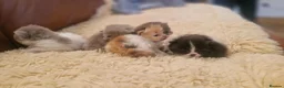 Exotic cats for sale: Persian exotic kittens - Advert 1