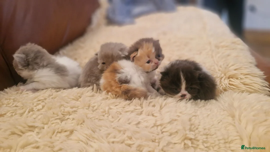 Exotic cats for sale: Persian exotic kittens - Advert 1