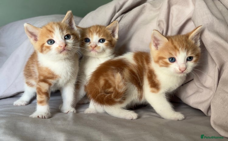 Domestic Shorthair cats - Advert 12