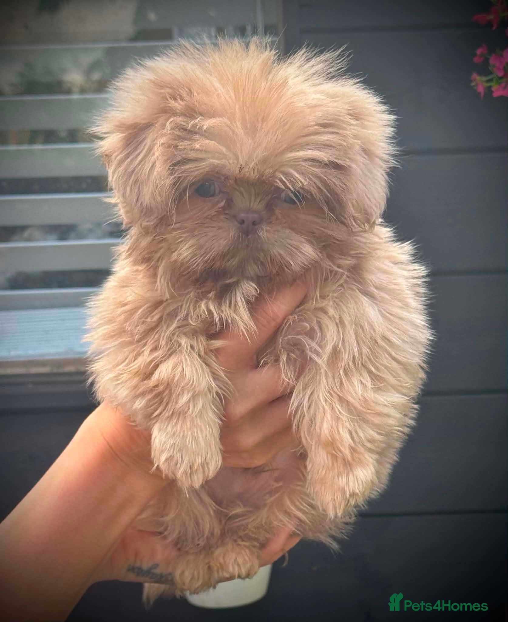 Shih Tzu dogs Beautiful imperial Shihzu puppies mix of colours  - Advert 2