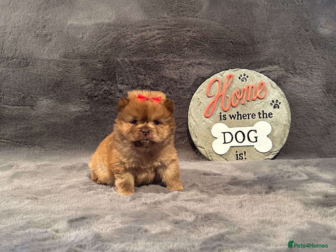 Chow Chow dogs for sale: Exotic colour Pure chow chow puppies for sale  - Image 24