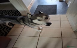 Siberian Husky dogs for sale: 4 year husky looking to be rehomed - Image 3