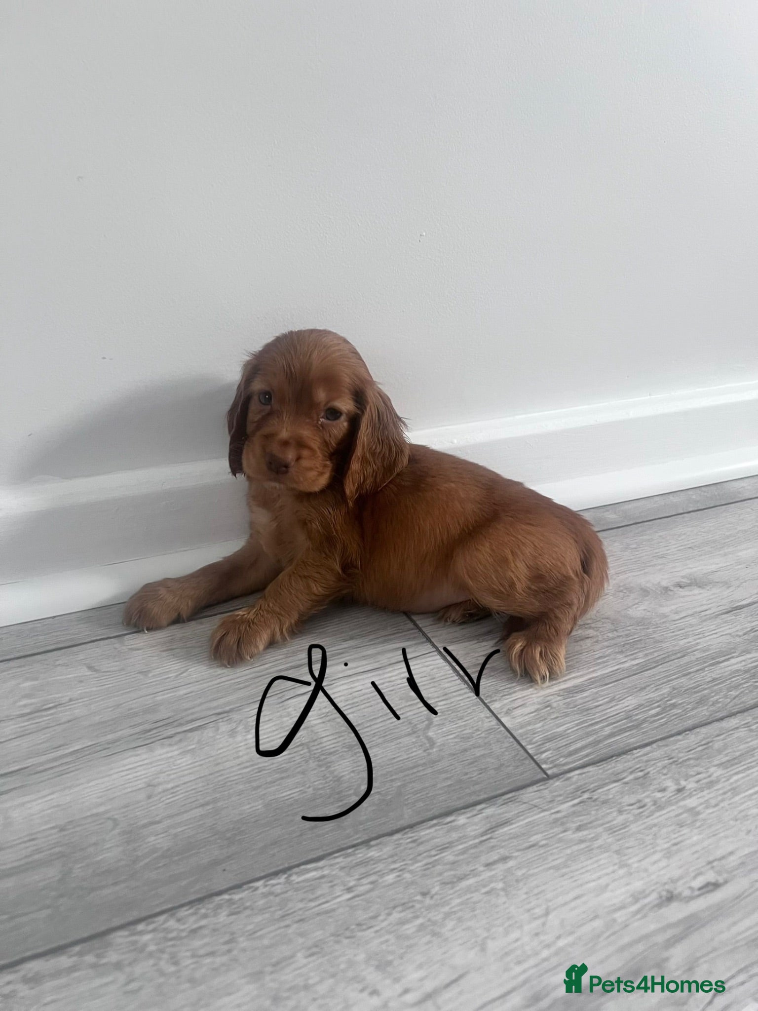 Cocker Spaniel dogs Ready now 2 boys 1 girl ‼️ Cocker spaniels - Advert 1