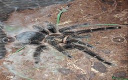 Tarantulas invertebrates for sale: Adult female Tliltocatl albopilosus (curly hair)  - Image 2