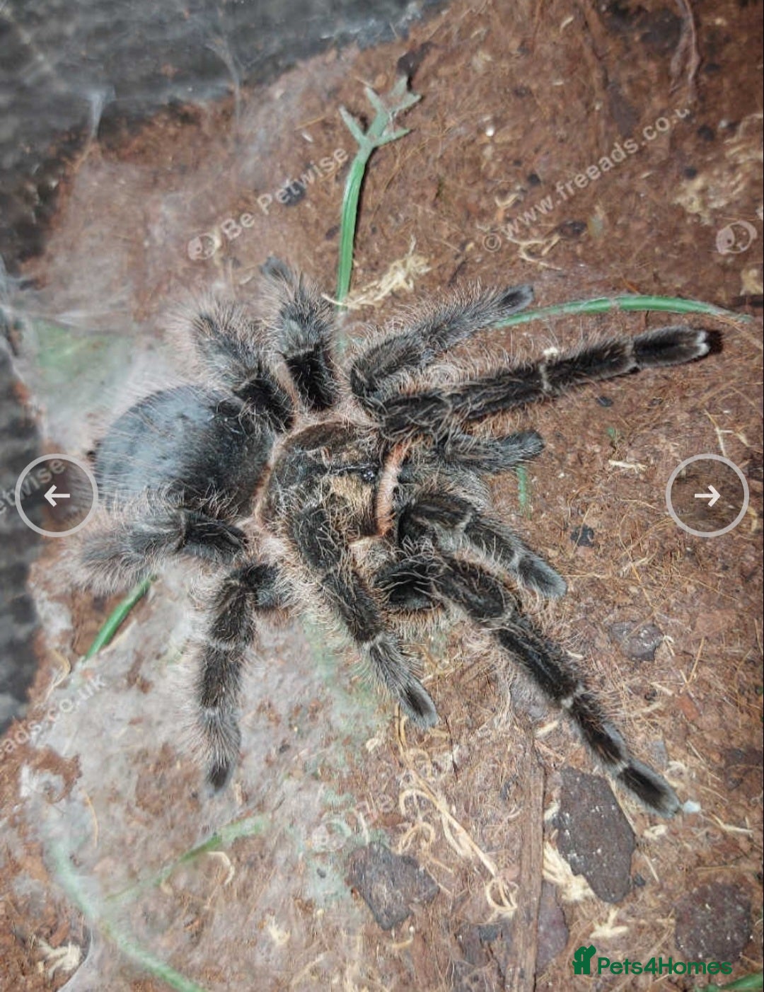 Tarantulas invertebrates for sale: Adult female Tliltocatl albopilosus (curly hair)  - Image 2