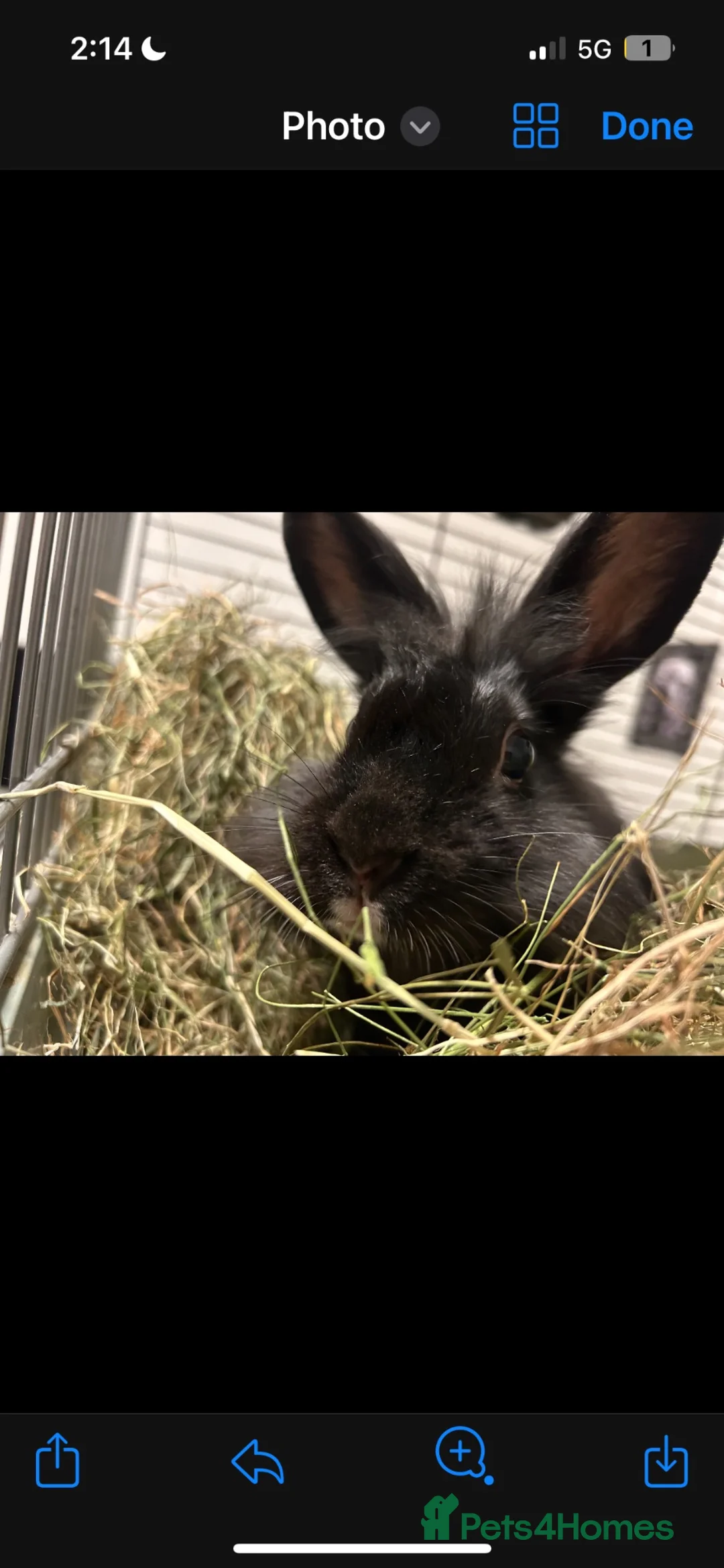 Lionhead rabbits for sale: Carlo the lion head  - Advert 1