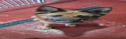 German Shepherd dogs for sale: Lovely Long Coat GSD Female Pup 7 Months old - Advert 1