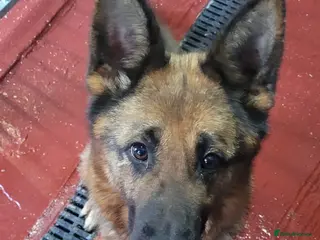 German Shepherd dogs Lovely Long Coat GSD Female Pup 7 Months old - Advert 1