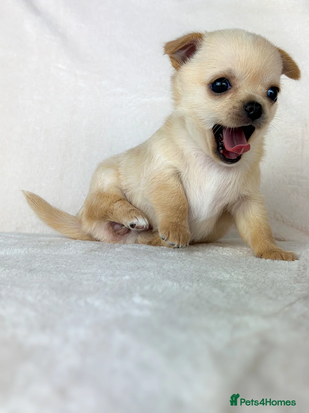 Chihuahua dogs for sale: Short- haired Chihuahua girls - Advert 5