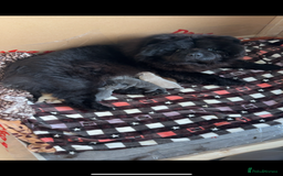 Chow Chow dogs for sale: Chow chow puppies - Image 1