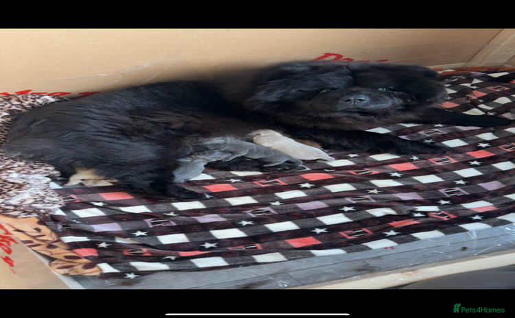 Chow Chow dogs - Advert 8