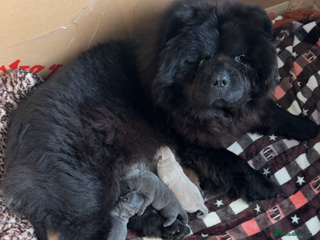 Chow Chow dogs for sale - Advert 1