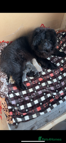 Chow Chow dogs - Advert 2