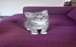 Mixed Breed cats for sale: Beautiful kittens  - Advert 2