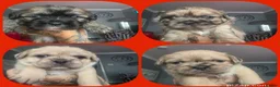 Mixed Breed dogs for sale: French Bull Tzu. 5 weeks old  - Advert 16