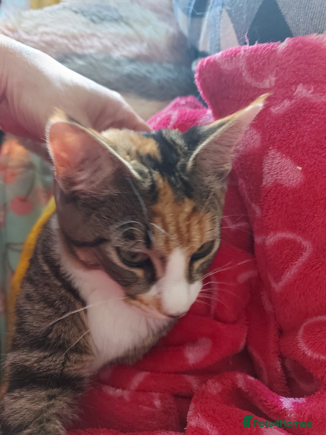 Maine Coon cats for sale: Maine coon x sphynx kittens - Image 3