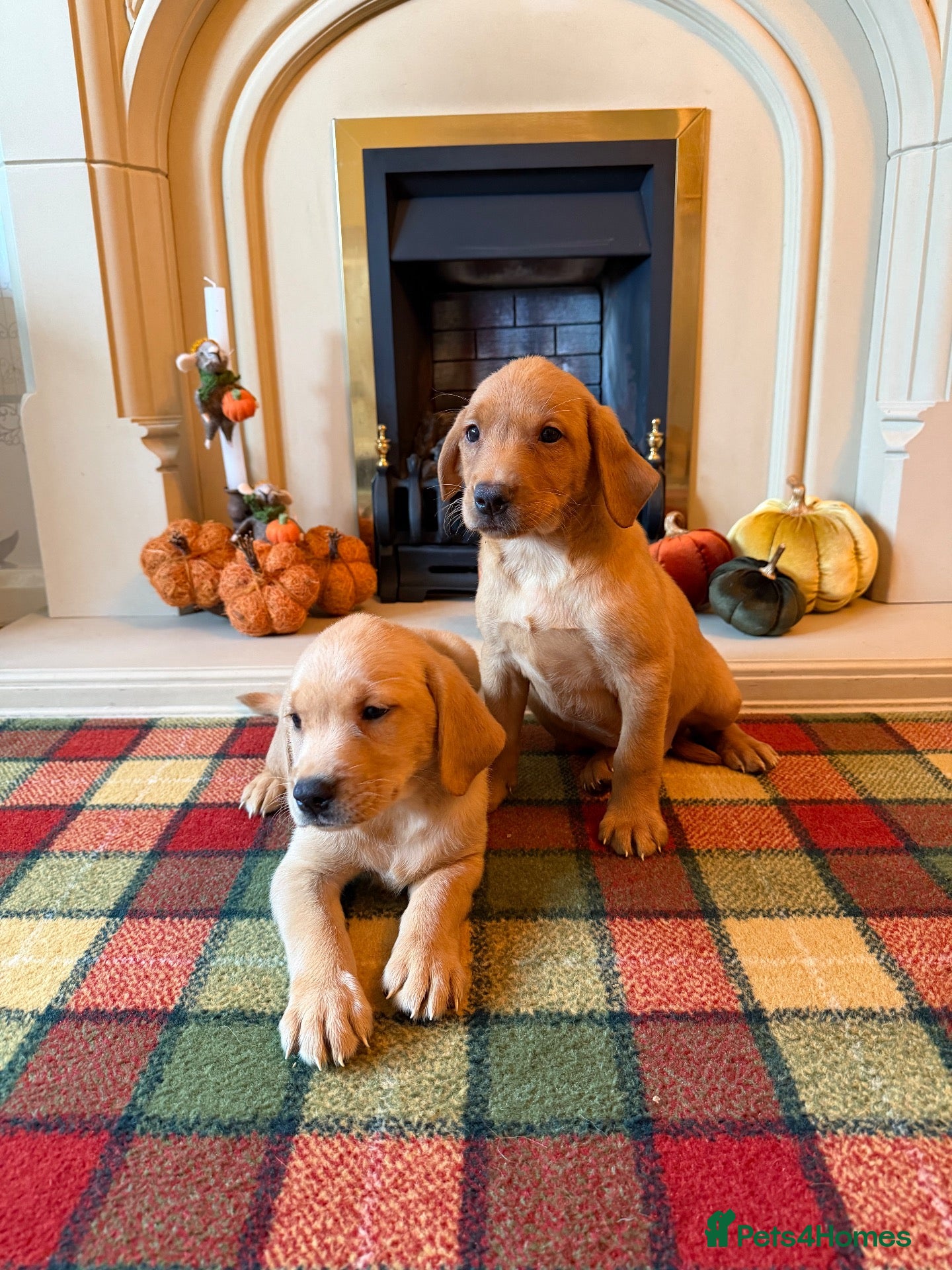 Labrador Retriever dogs *READY NOW* Stunning KC girls, tested&many FTCH/Ws - Advert 2