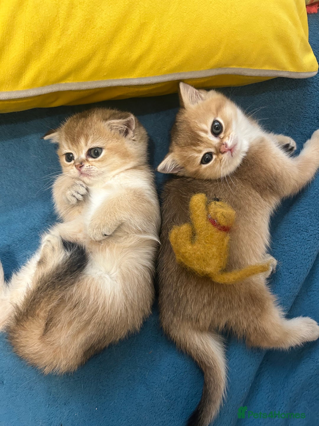 Scottish Fold cats for sale: Gold chinchilla baby’s available  - Advert 26