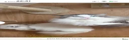 Ragdoll cats for sale: Stunning Tica Registered Ragdolls  - Advert 10