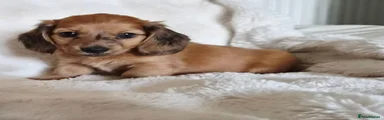 Miniature Dachshund 3