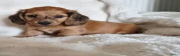 Miniature Dachshund dogs for sale: Longhair miniature dachshund puppys  - Advert 4