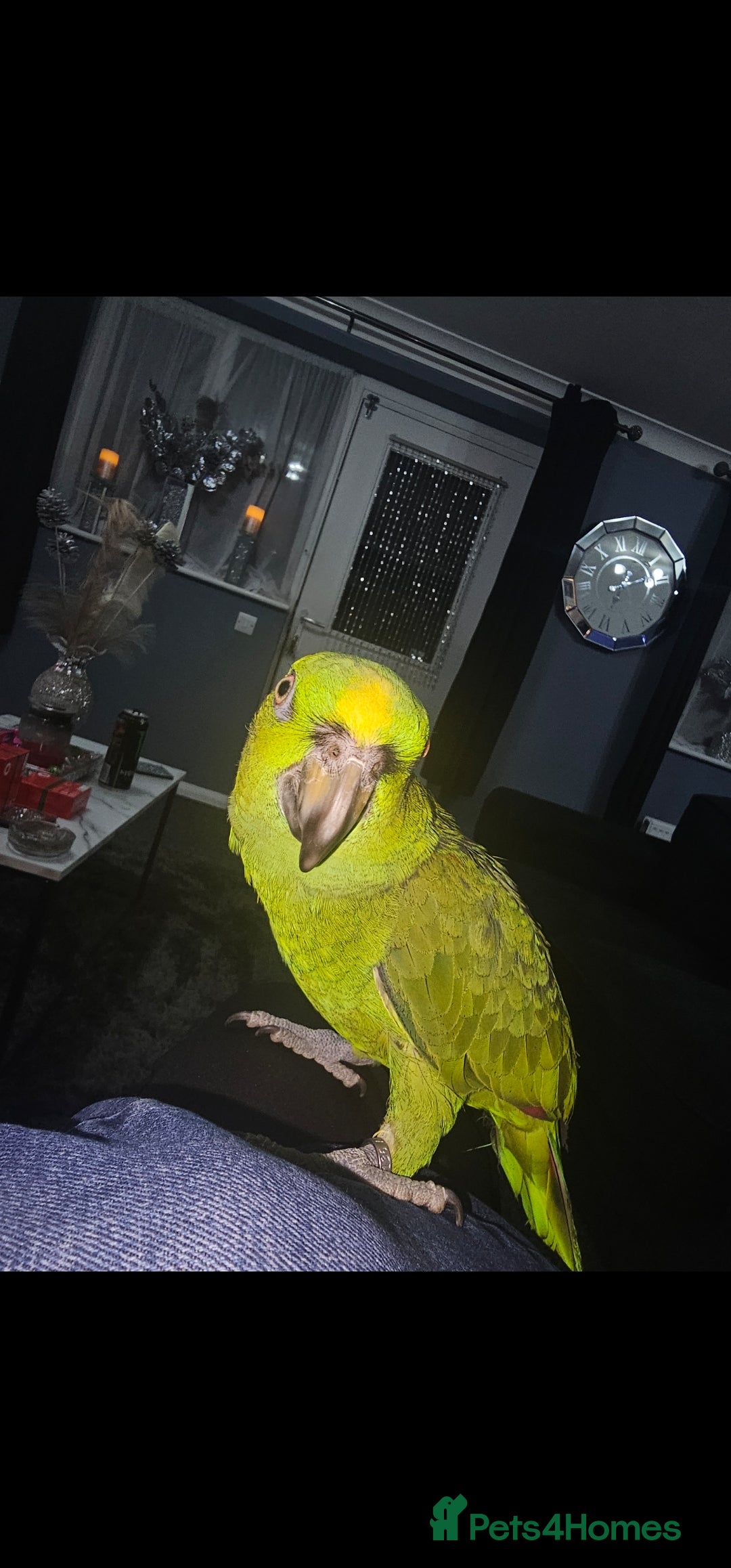 Parrots birds for sale: Yelow nape amazon - Image 20