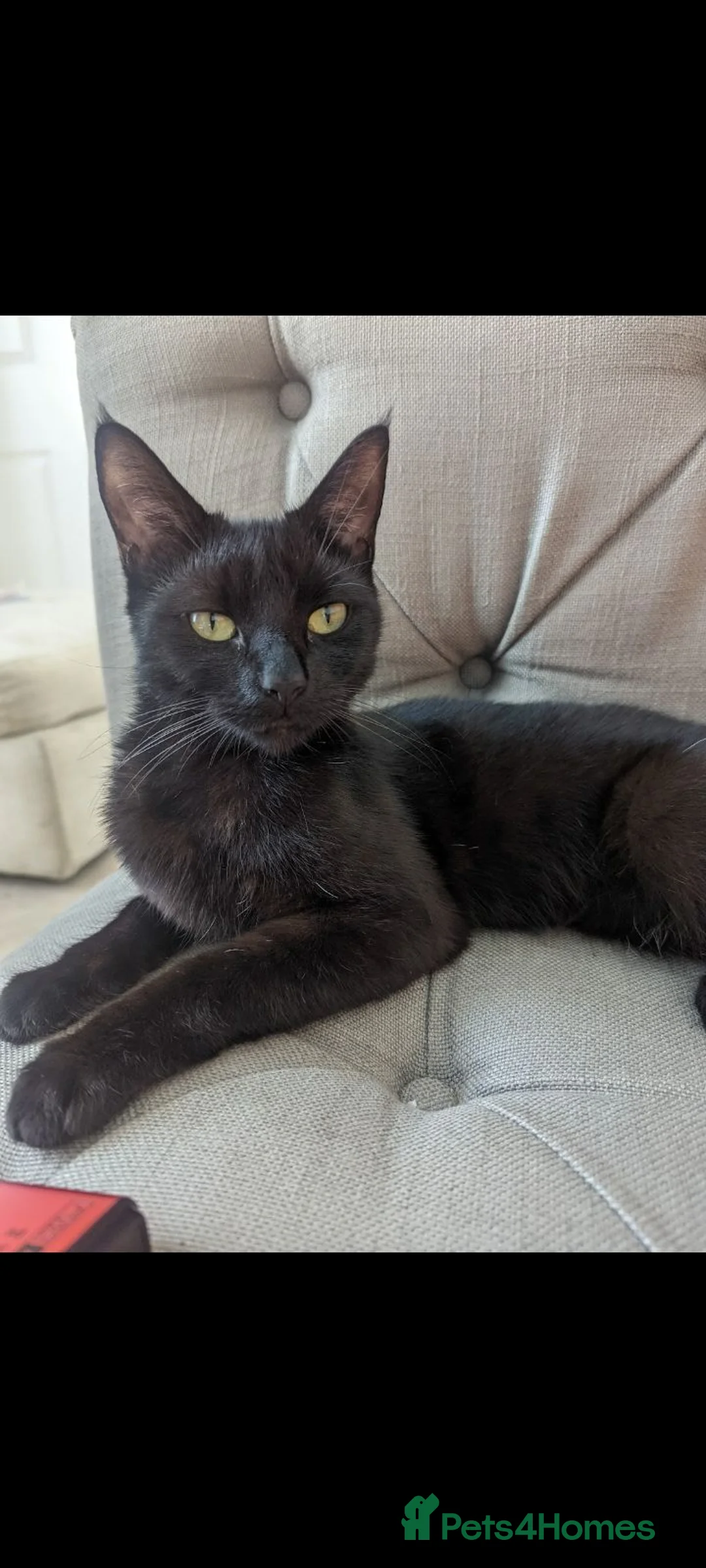 Mixed Breed cats for sale: Bruno ready for his forever home. in Cottingham - Advert 2