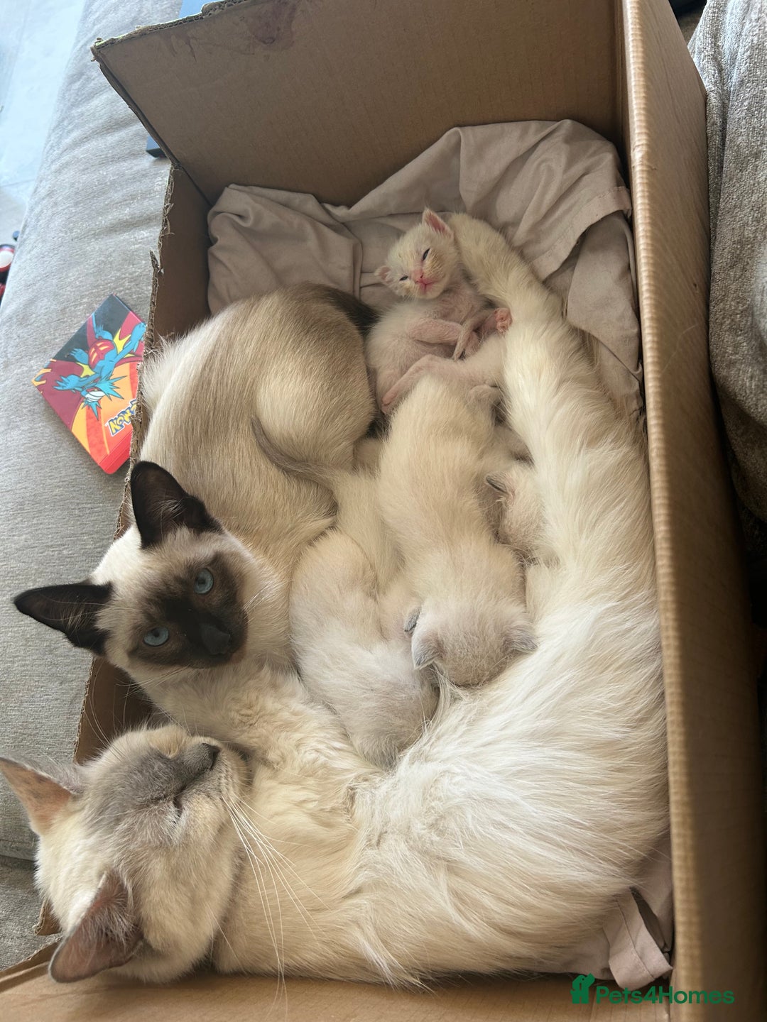 Ragamese cats for sale: Beautiful Ragamese kittens ❤️ - Image 6